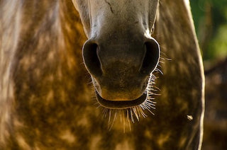 Paard, stof en luchtwegen